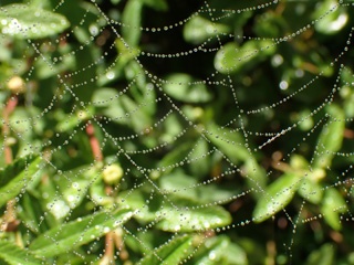 P1215315a.jpg
